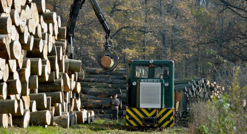 Nem veszélyezteti a magyar erdőállományt a fakitermelésről szóló rendelet