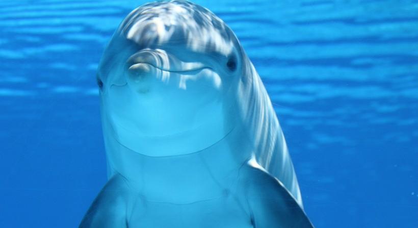 Nemcsak cápák, hanem vérszomjas delfinek is fenyegetik a fürdőzőket