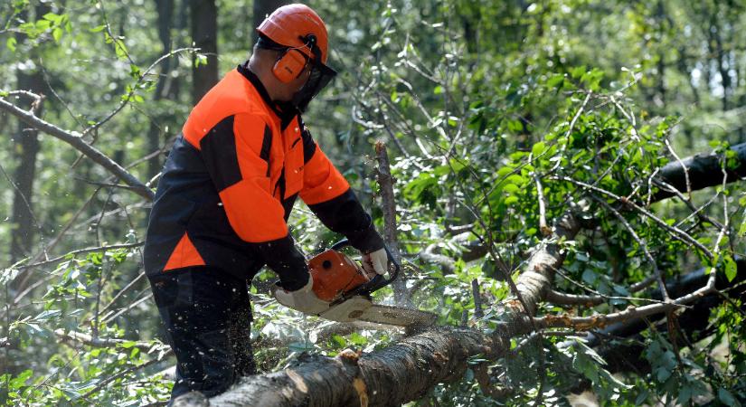 Már tavasszal kérte az erdészeti államtitkár, hogy vegetációs időszakban is lehessen fákat kivágni