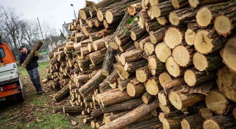 Fake news, hogy a fakitermelésről szóló rendelet veszélyeztetné az erdőket