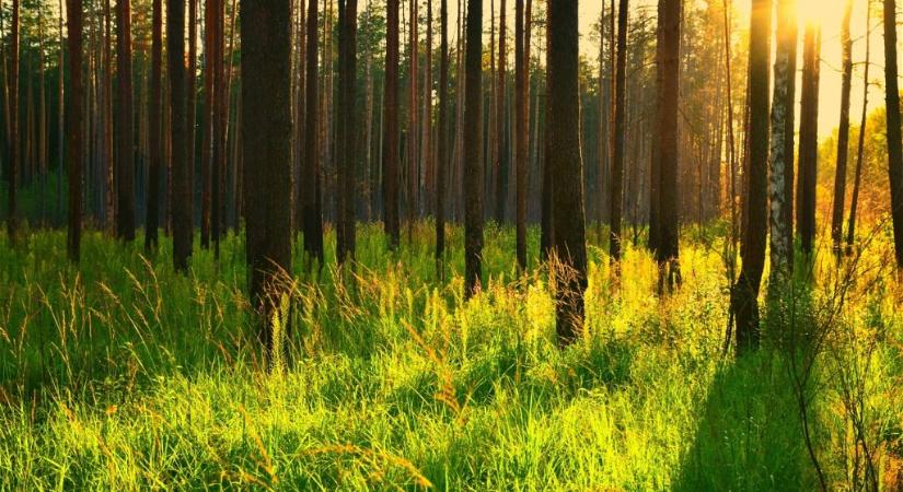Megszólalt a fakitermelés kapcsán az Országos Erdészeti Egyesület