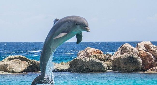 Ismét delfinek támadtak fürdőzőkre Japánban