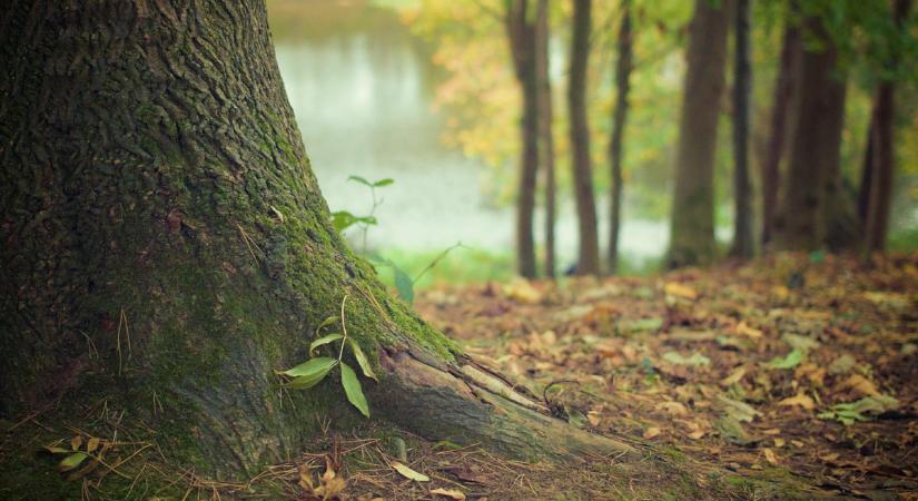 Erdőkitermelés: az ELKH is kifejezte aggodalmát, de nem minden kritikával ért egyet