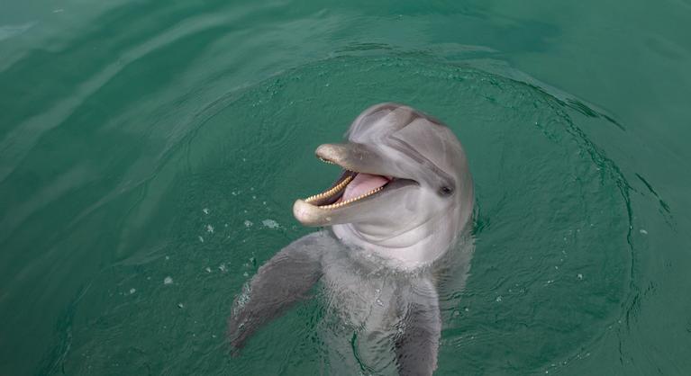 Újra lecsapott a delfin Japánban, két fürdőzőt is súlyosan megsebesített