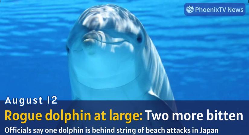 Delfinek támadtak a strandolókra Japánban