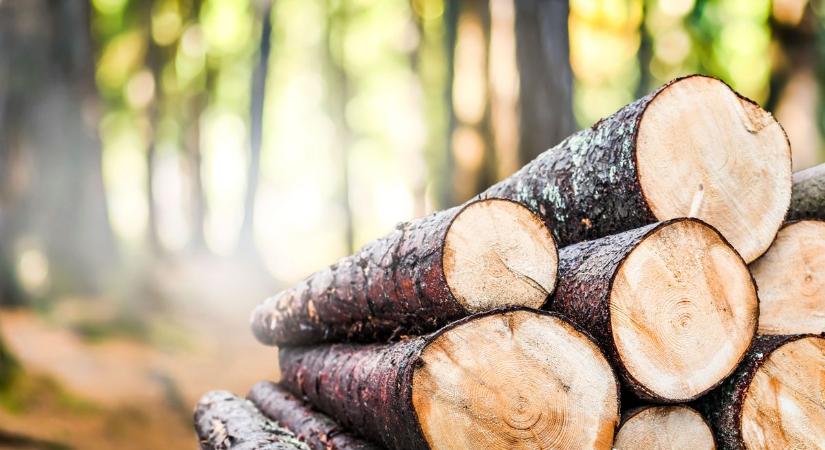 A fakitermelés könnyítésére lehetőséget ad erdeink fatöbblete