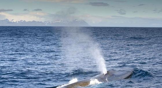 Hallgassa meg: rögzítették a tudósok, hogyan ver a kék bálna 450 kg-os szíve