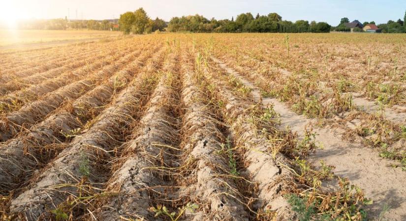 Harmincezer hektáron jelentettek aszálykárt Heves megyében: feleannyi rozs, zab termett