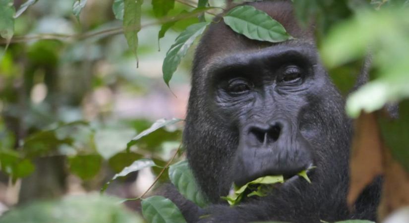 Különös hangon szólnak a gondozókhoz az állatkerti gorillák