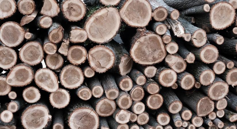 Az Országos Erdészeti Egyesület egyetért a kormány fakitermelési javaslataival
