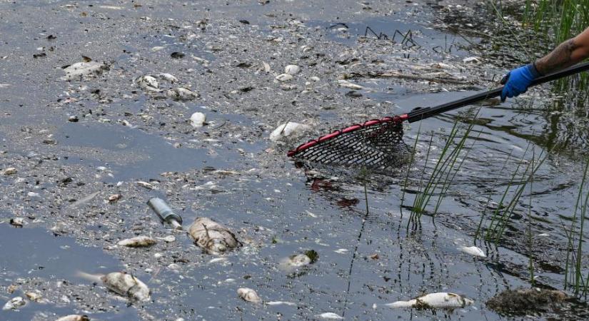 Tömegesen pusztulnak a halak az Odera folyóban, hatalmas természeti katasztrófára figyelmeztetnek