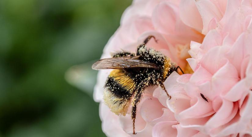 Nőtt a méhcsaládok száma Ausztriában