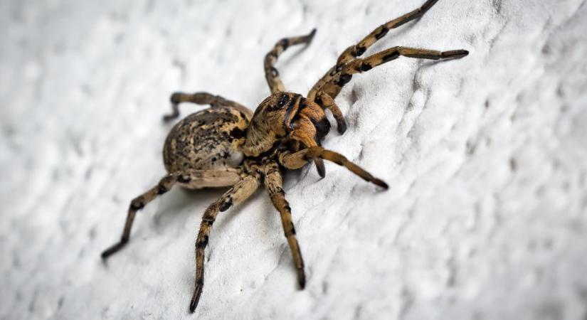 Új házba költözött, ahol legalább 30 mérges pók várta a padló alatt