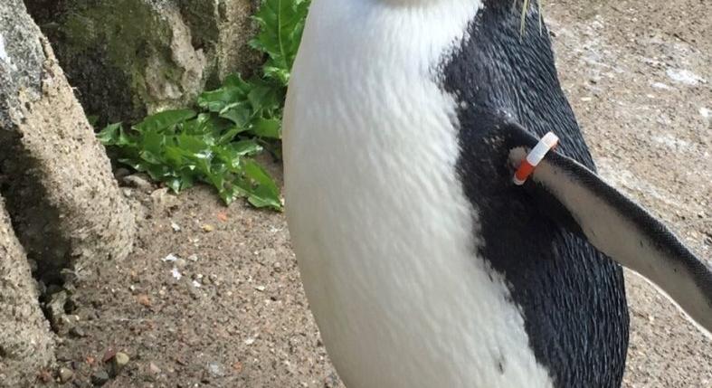 Egy kóbor róka végzett az edinburghi állatkert legidősebb pingvinjével
