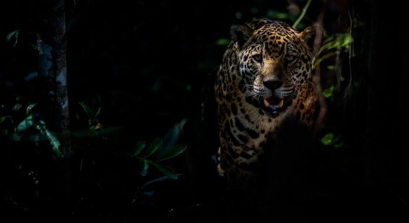 Nem fog ki a szigorú határzár a jaguárokon (videó)