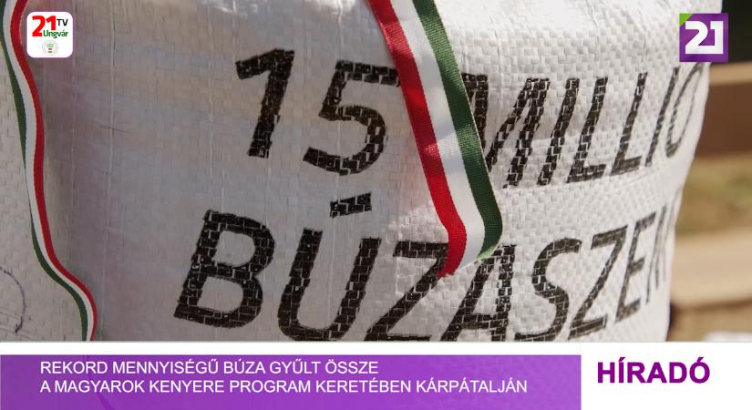 Rekordmennyiségű búza gyűlt össze a Magyarok Kenyere program keretében Kárpátalján (videó)