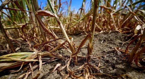 A szárazság miatt csökken a csemegekukorica termésátlaga, romlik az ágazat jövedelmezősége