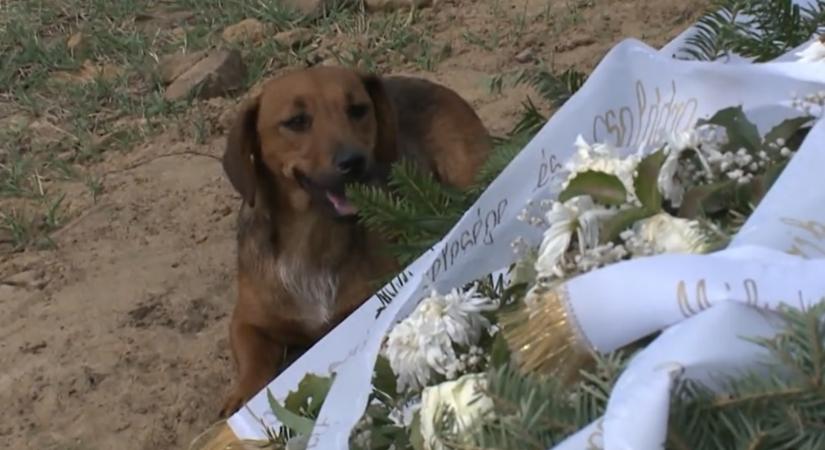 Egy hete nem tágít elhunyt gazdája sírja mellől egy kutya a vámospércsi temetőben