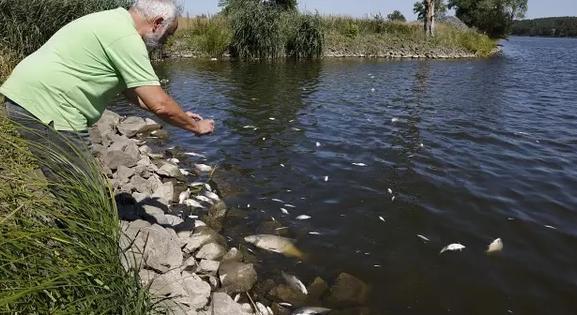 Mérgezés okozhatta a tömeges halpusztulást az Odera folyónál