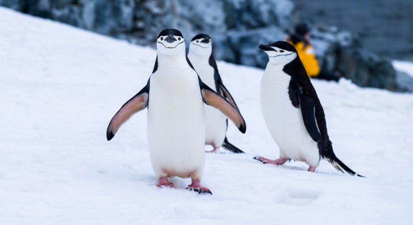 Amikor pingvin totyog a leszállópályán
