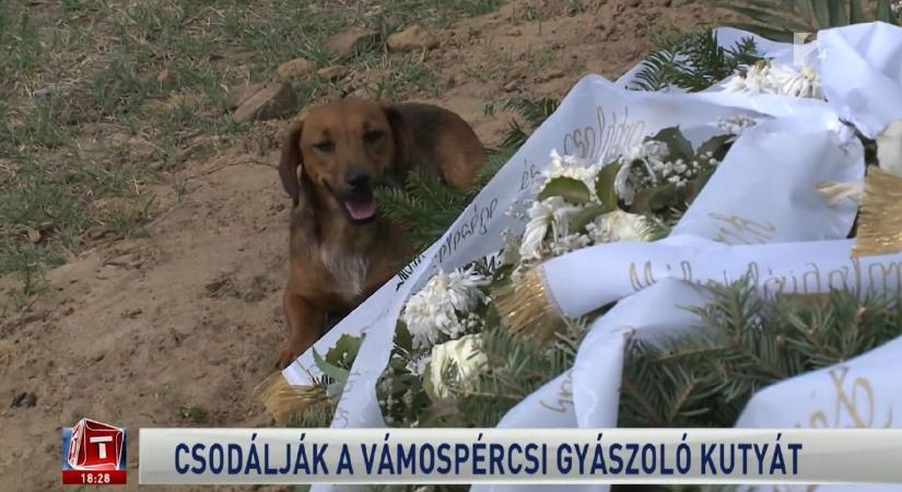 Szívszorító: a temetőben is őrzi gazdáját a gyászoló vámospércsi kutya