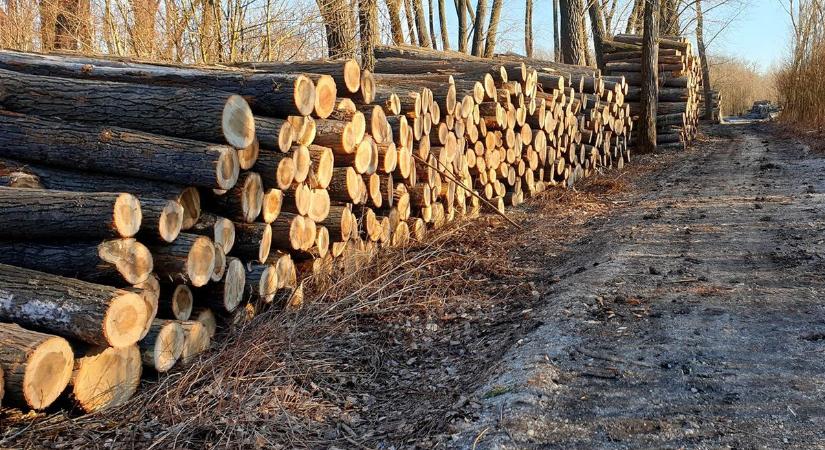 Erdőkért felelős államtitkár: ezután is szabályozott keretek között fog zajlani a fakitermelés