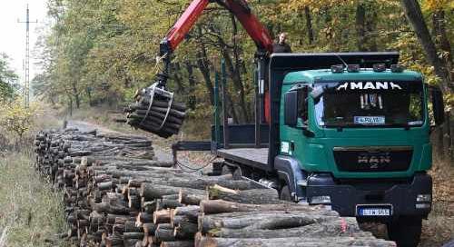 Államtitkár: Van tartalék a fakitermelésben, szigorúan ellenőrzik a fakivágásokat
