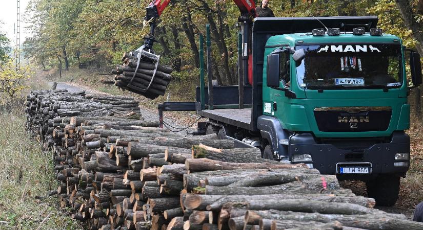 Az agrárminisztérium szerint azért kezdik idén korábban a fakitermelést, hogy a tél elejére kiszáradhasson a tűzifa