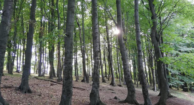 Nyugtat az erdészeti államtitkár: az akácosokkal kezdünk, ha kell, és marad a szigor