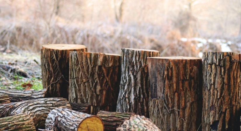 Államtitkár: Azért kezdik korábban kivágni a fákat, hogy már télen tűzifaként adhassák el