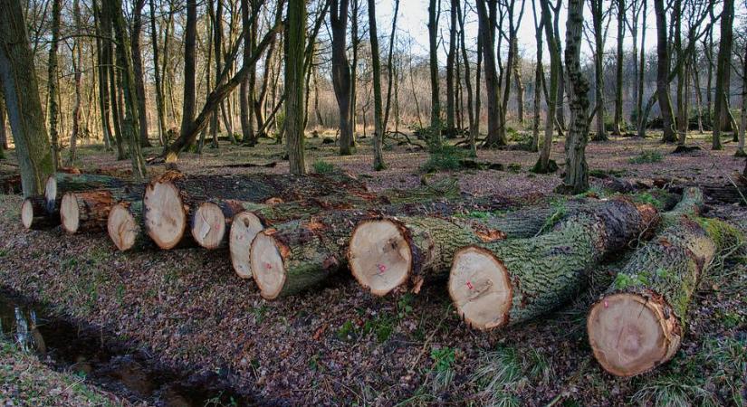 Az erdőkért felelős államtitkár szerint a kivágott fákból 90 nap alatt száraz tűzifa lesz