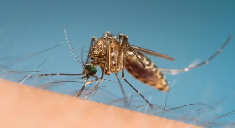 Mi vonzza leginkább a szúnyogokat?