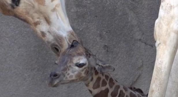 Szupercuki: a látogatók előtt született meg a Milwaukee Állatkert zsiráfbébije