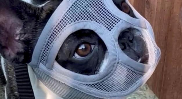 Hannibal Lecter idézi a szöcskéket falatozó kis francia bulldog, akire maszkot kellett adni, hogy leálljon