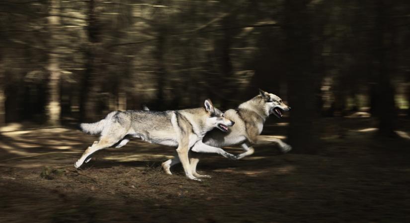 Ezért tértek vissza a farkasok Magyarországra: de mi lesz velük, kell félnünk tőlük?