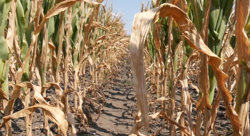 Afrikai cirok válthatja a kukoricát a kiszáradó Alföldön, százmilliárdos aszálykár a mezőgazdaságban