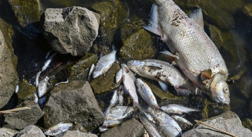 Rejtély, hogy mi okozza a tömeges halpusztulást az Oderában