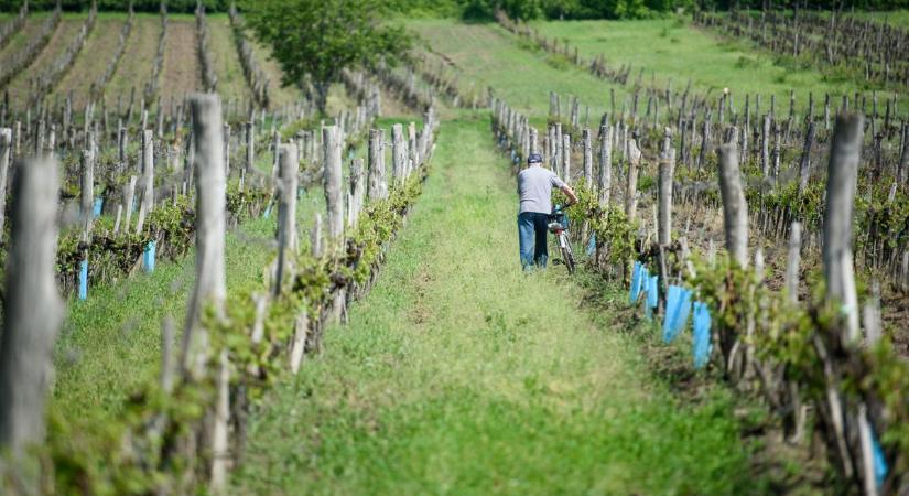 Lesz kereslet a magyar szőlőre és borra