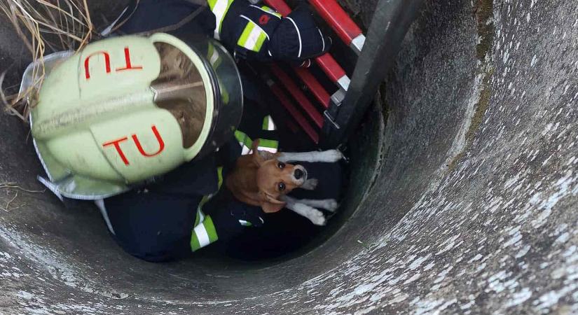 Négy méter mély kútból mentettek ki egy kiskutyát a tűzoltók