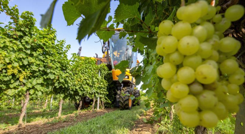 Agrárminisztérium: Idén drágább lesz a szőlő, mint tavaly