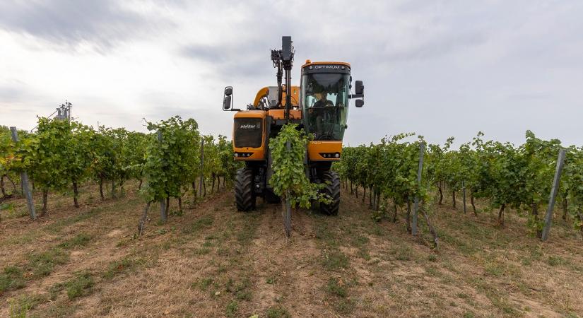 Agrártárca: a tavalyinál jóval magasabb szőlőárak indokoltak
