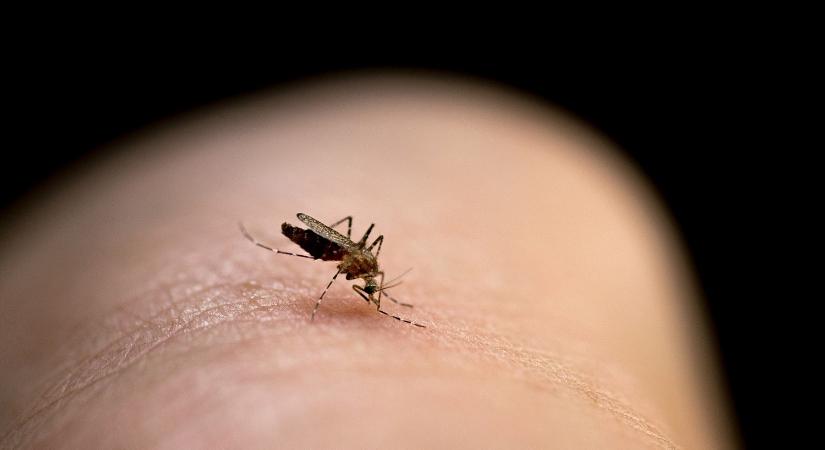 Kemenesi Gábor: csípőszúnyogok és más rovarok által terjesztett betegségek térnyerése várható