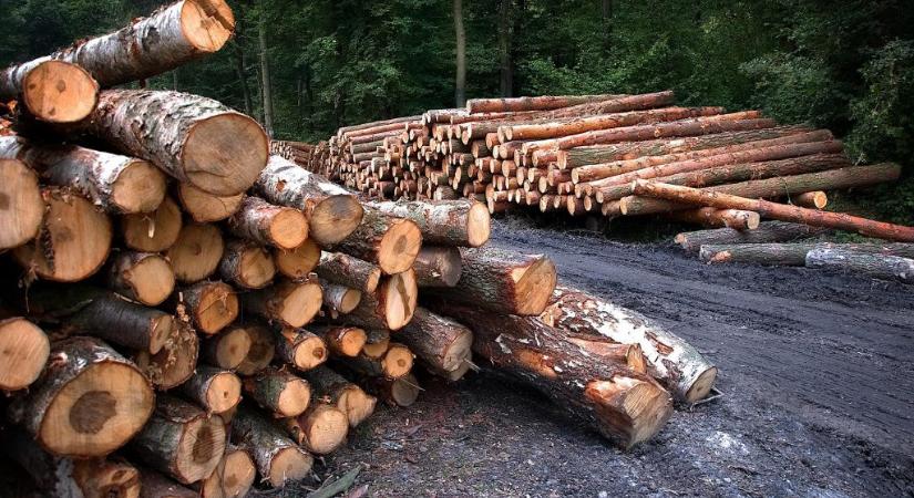Ezután is szabályozott keretek között fog zajlani a fakitermelés az erdőkért felelős államtitkár szerint