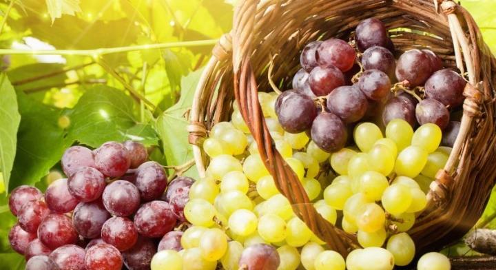 Agrárminisztérium: a tavalyinál jelentősen magasabb szőlőárak indokoltak