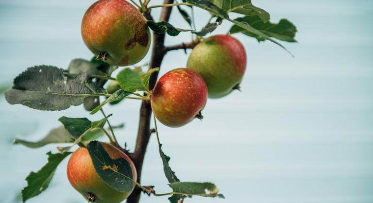 Nagy a baj a holland gyümölcsösökben: rengeteg a sérült termés a fákon