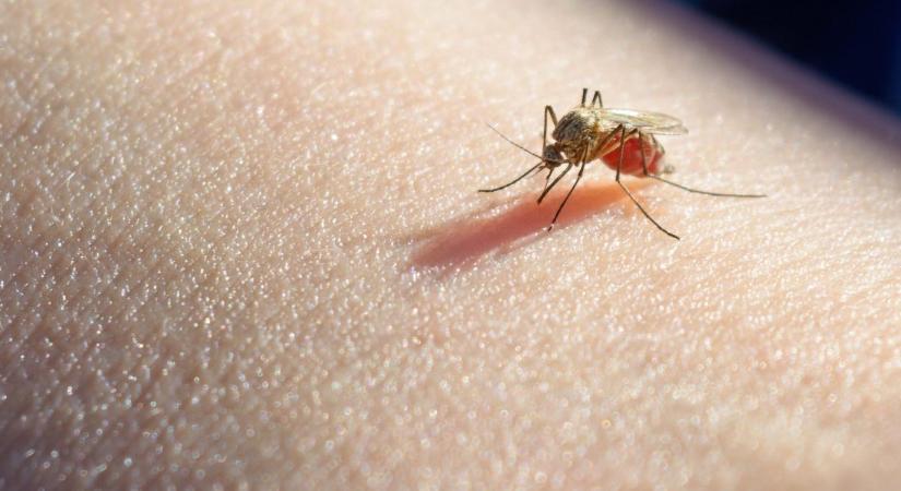 Folyóparti városokat, falvakat érint az e heti szúnyoggyérítés