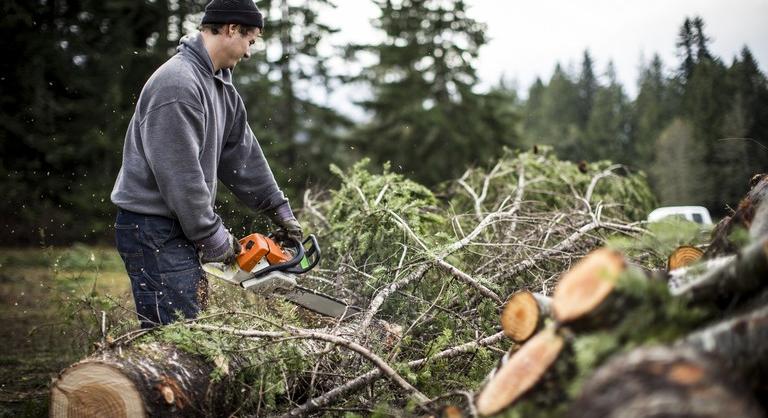 Megszólaltak a szakértők a fakitermelés szabályaival kapcsolatban: ez vár az erdőkre