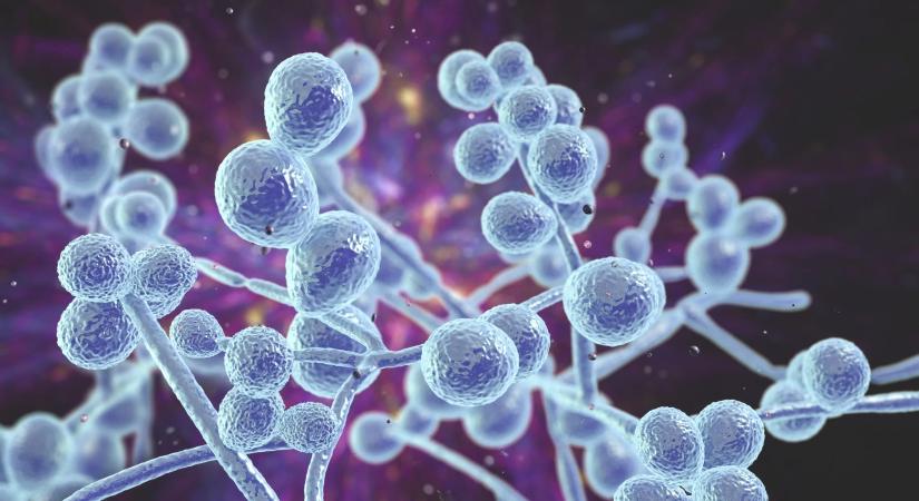 Kutatók szerint a következő járványt nem a vírusok, hanem a gombák fogják okozni