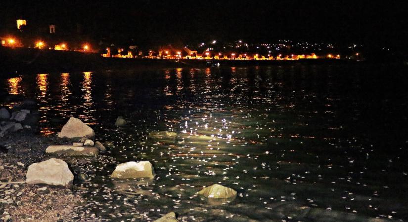 Dunavirágzás Szentendrén – kérészek milliói repkednek a Dunán