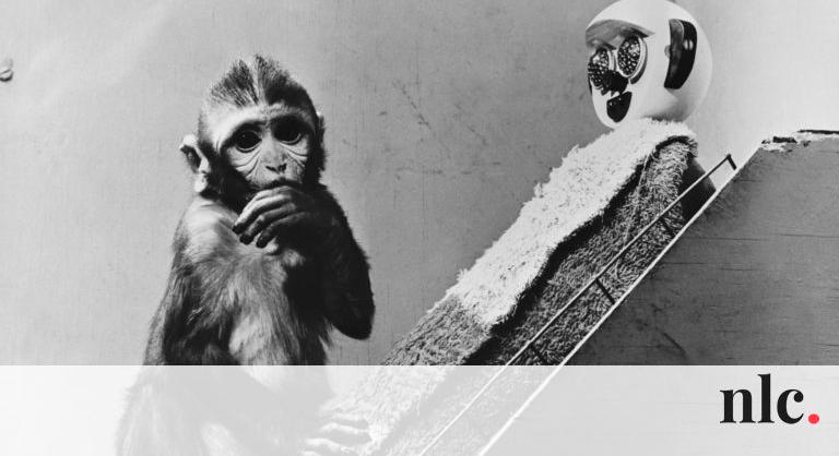 Drótanya és szőranya: Harry Harlow kötődést vizsgáló majomkísérletei ma már kegyetlennek tűnnek